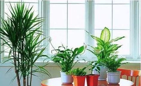 植物也會中暑！夏季植物養護秘籍趕緊收藏