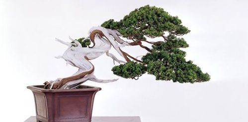 真柏盆景養(yǎng)護(hù)全攻略 從選土到造型，打造翠綠古雅的盆景珍品