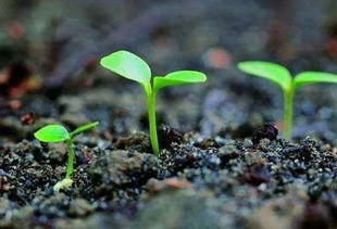 春季植物養(yǎng)護(hù)全攻略 實(shí)用干貨與秘笈